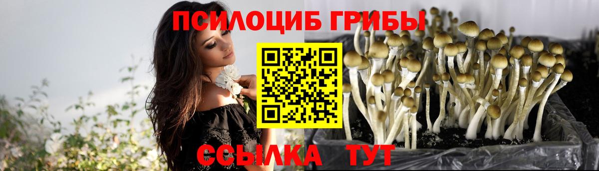 Псилоцибиновые грибы Cubensis Дмитров